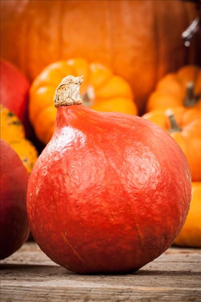 Cucurbita pepo 'Hokkaido'