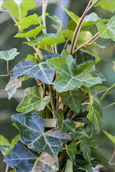 Hedera helix ssp. hibernica