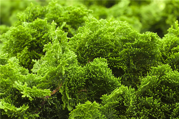 Chamaecyparis obtusa 'Nana Gracilis'