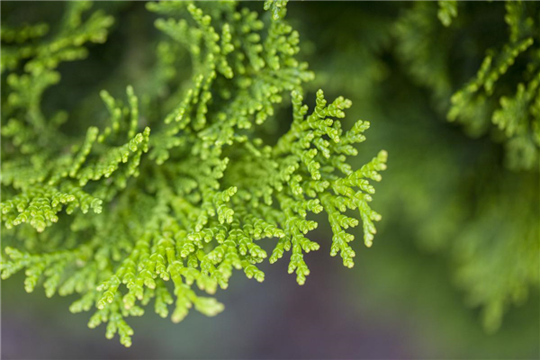 Chamaecyparis obtusa 'Nana Gracilis'