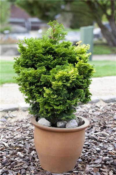 Chamaecyparis obtusa 'Nana Gracilis'