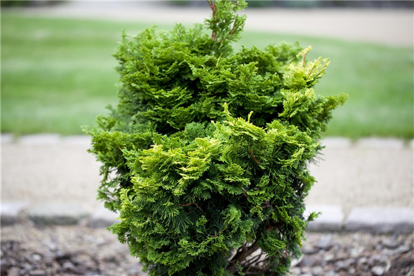 Chamaecyparis obtusa 'Nana Gracilis'