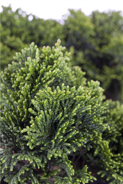 Chamaecyparis obtusa 'Nana Gracilis'