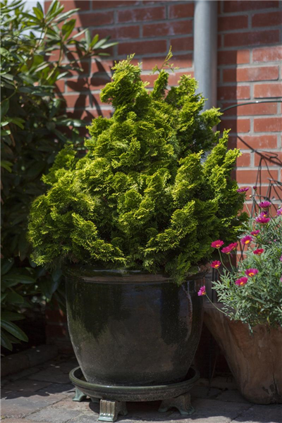 Chamaecyparis obtusa 'Nana Gracilis'