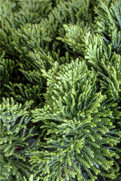 Chamaecyparis obtusa 'Nana Gracilis'