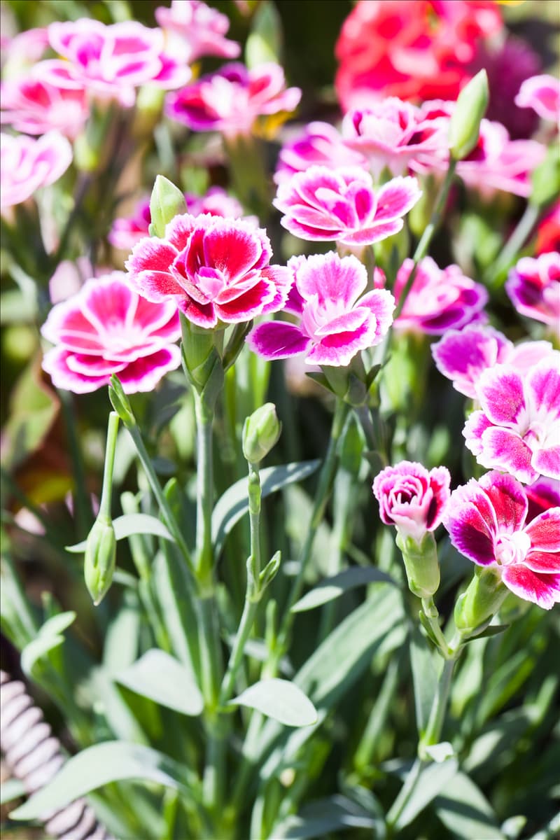 Dianthus 'Pink Kisses'®