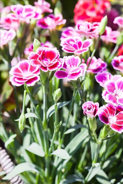Dianthus 'Pink Kisses'®