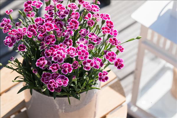 Dianthus 'Pink Kisses'®