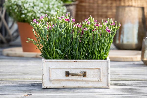 Dianthus 'Pink Kisses'®