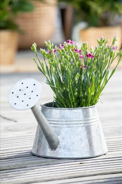 Dianthus 'Pink Kisses'®