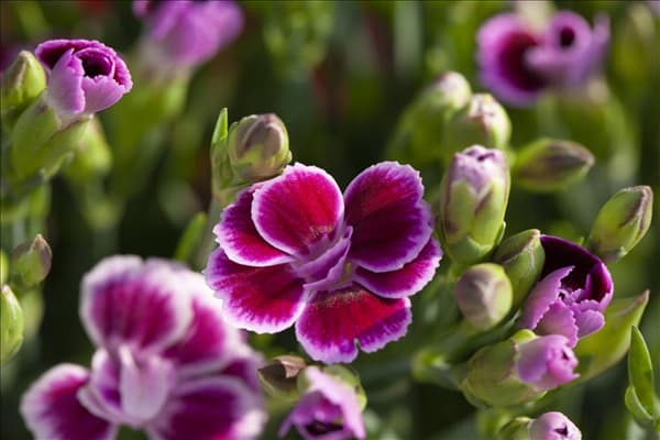 Dianthus 'Pink Kisses'®