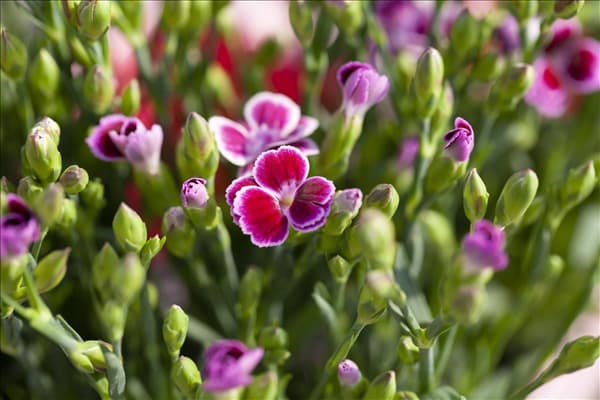 Dianthus 'Pink Kisses'®