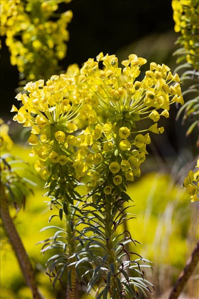 Euphorbia characias var. wulfenii