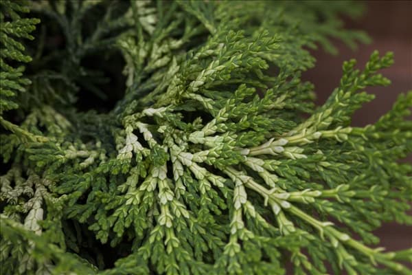 Chamaecyparis obtusa 'Rashahiba'