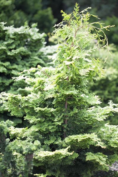 Chamaecyparis obtusa 'Rashahiba'