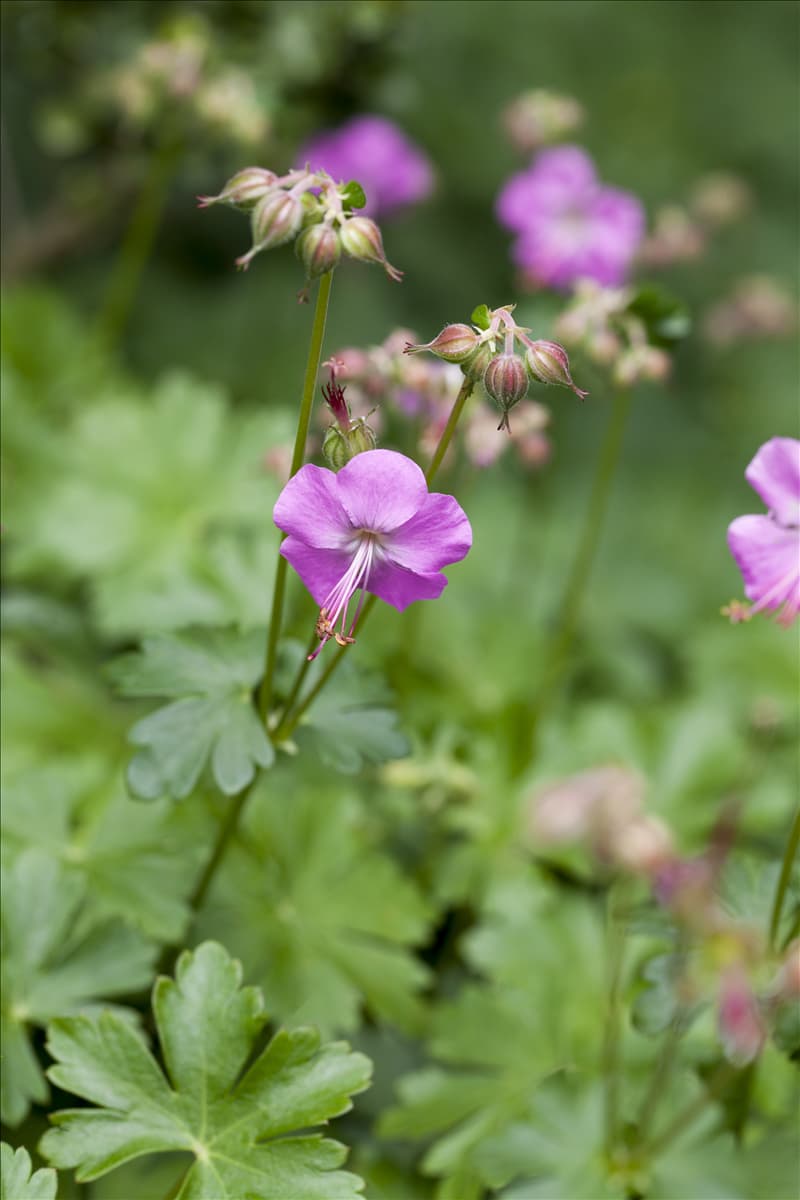 Geranium x cantabrigiense 'Berggarten'