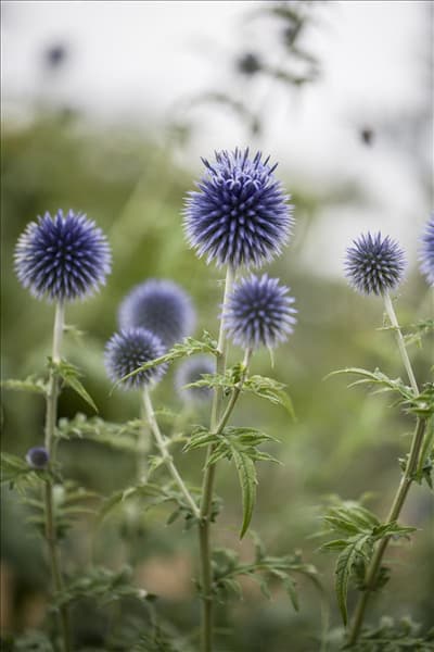 Echinops ritro
