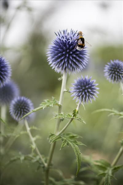 Echinops ritro
