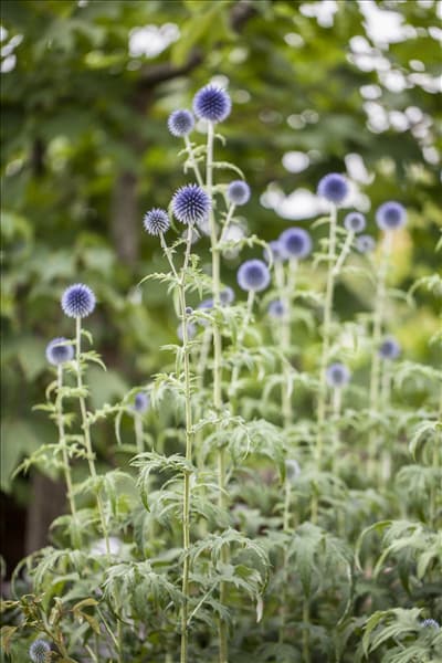 Echinops ritro