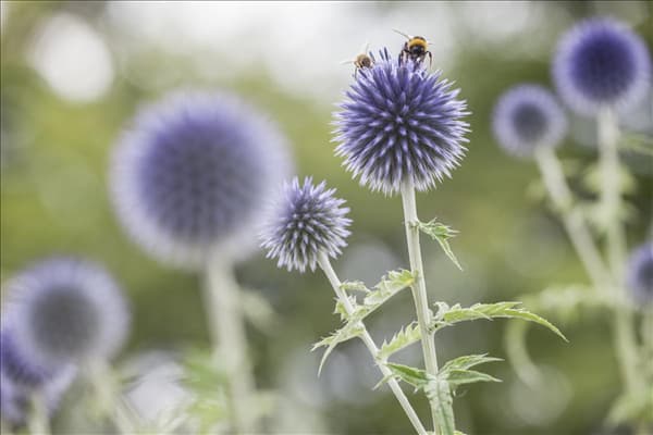 Echinops ritro