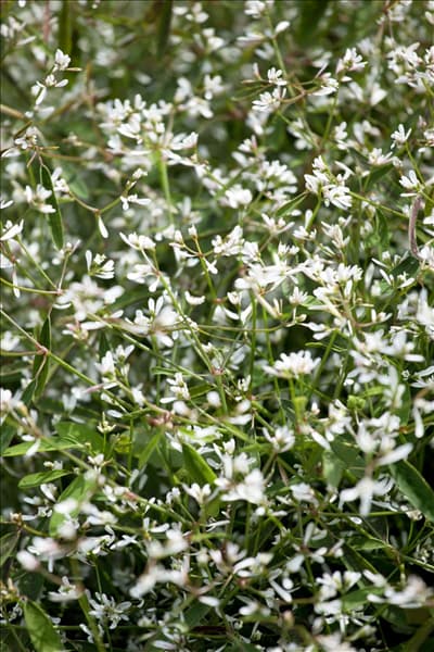 Euphorbia hypericifolia