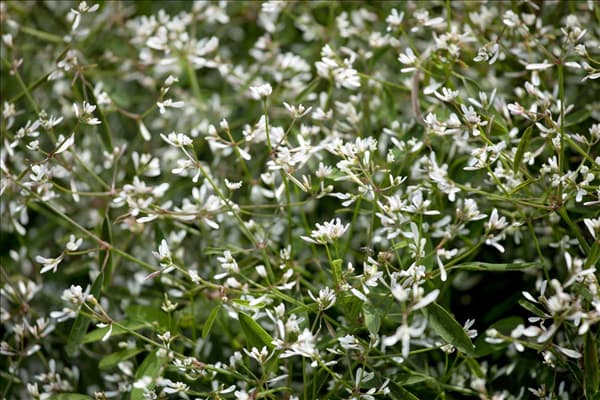 Euphorbia hypericifolia