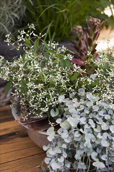 Euphorbia hypericifolia