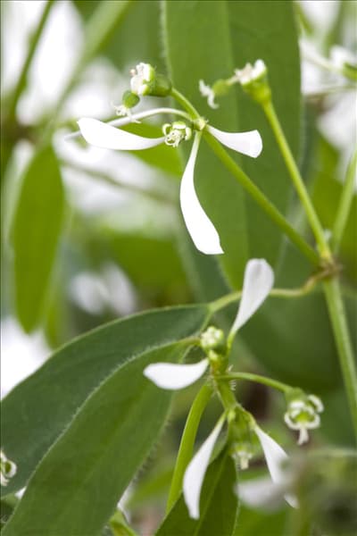 Euphorbia hypericifolia