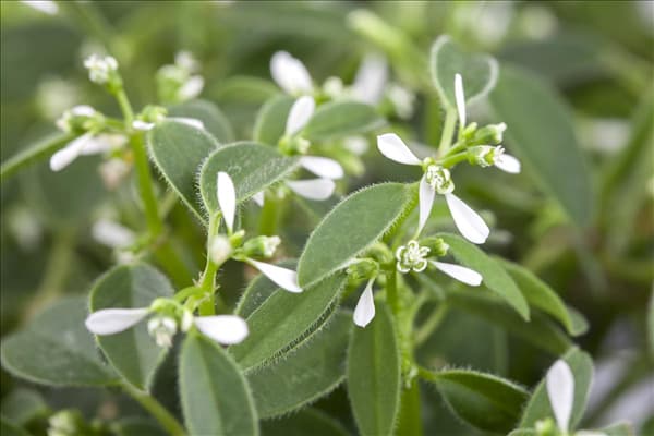 Euphorbia hypericifolia