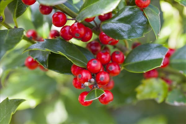 Ilex aquifolium