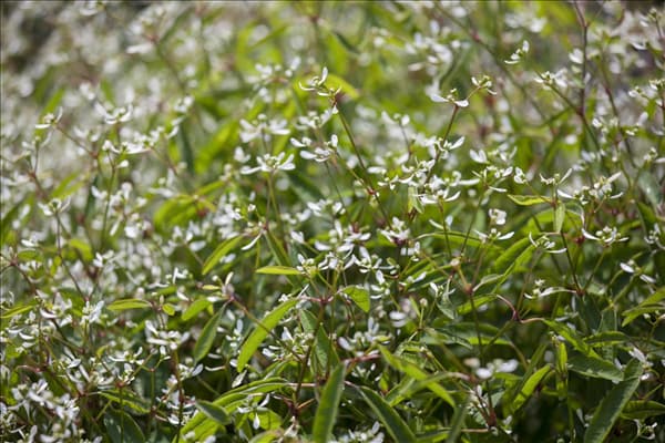 Euphorbia hypericifolia