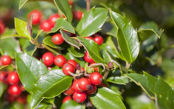 Ilex aquifolium 'Alaska'