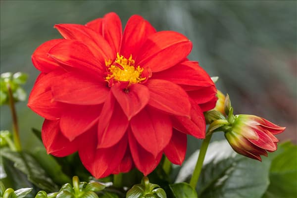 Dahlia 'Dahlietta'™