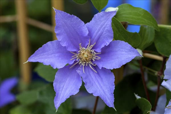 Clematis 'Angelique'