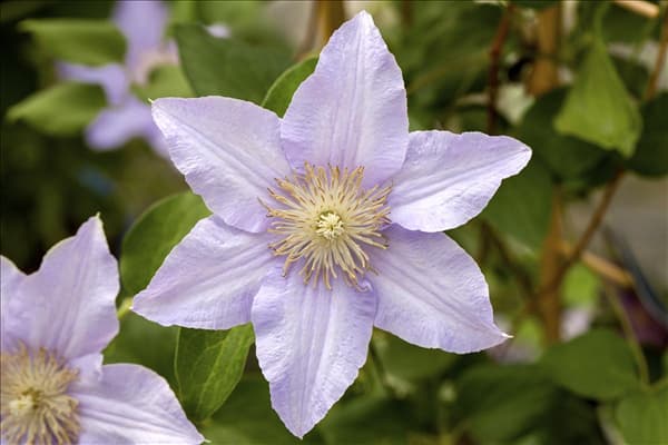 Clematis 'Angelique'