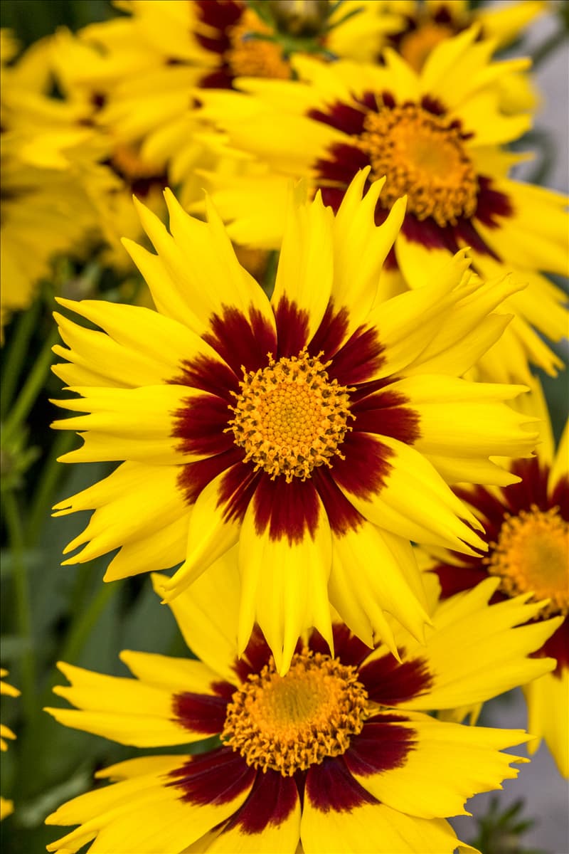 Coreopsis grandiflora 'SunKiss'