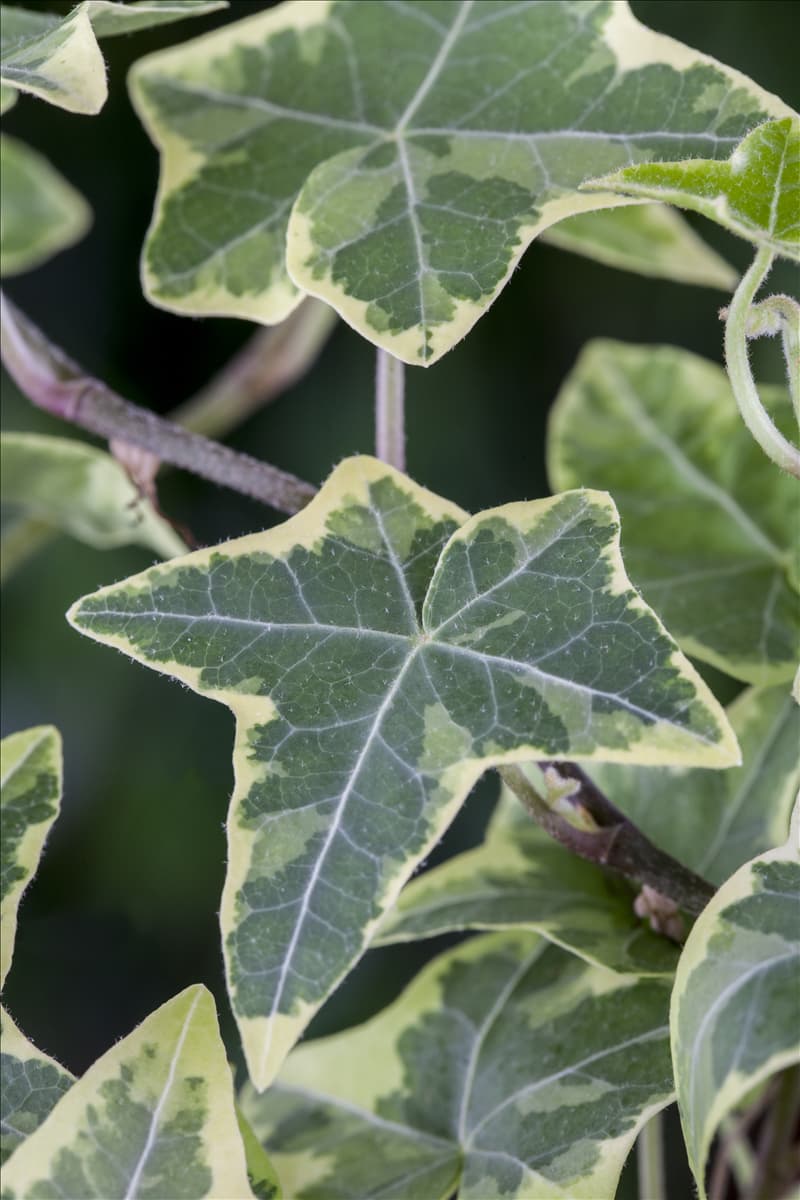 Hedera helix, grün-weiß