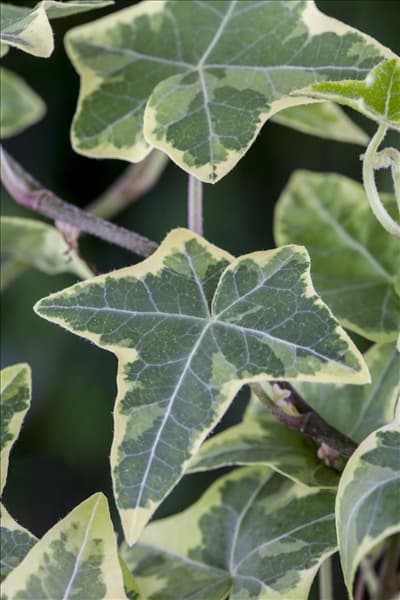Hedera helix, grün-weiß