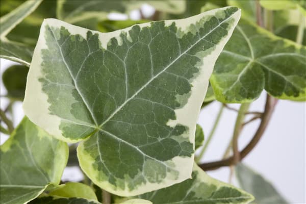 Hedera helix