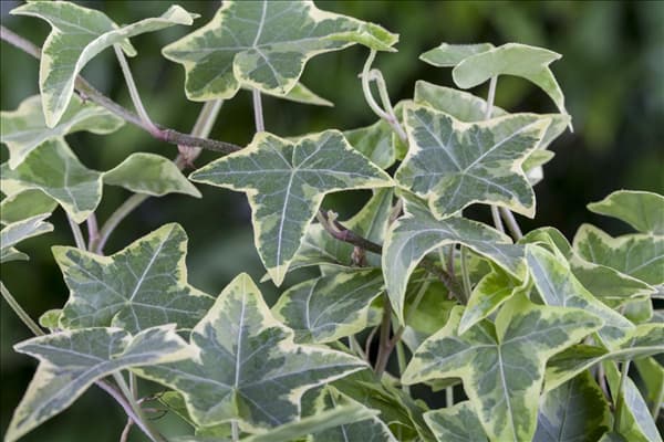 Hedera helix, grün-weiß