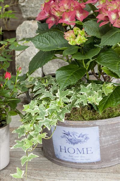 Hedera helix, grün-weiß