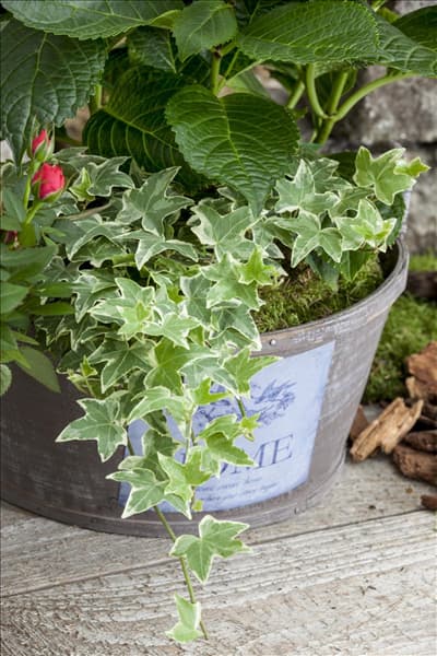 Hedera helix, grün-weiß