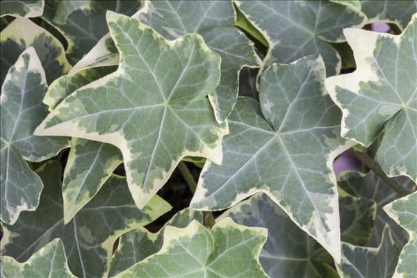 Hedera helix, grün-weiß