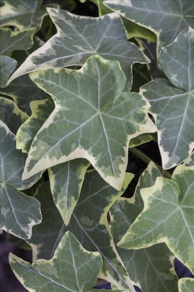 Hedera helix, grün-weiß