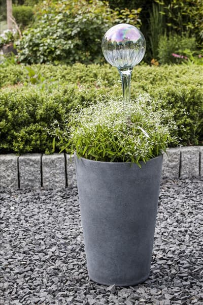 Euphorbia hypericifolia 'Diamond Frost'(s)