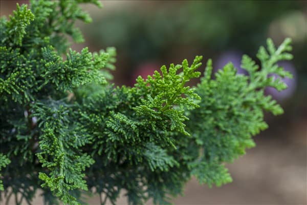 Chamaecyparis obtusa 'Teddy Bear'