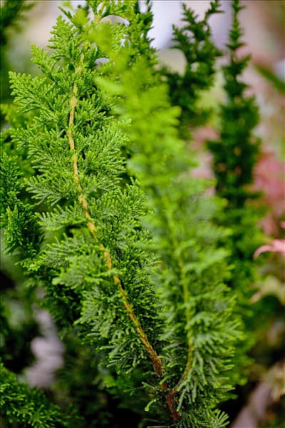 Chamaecyparis obtusa 'Teddy Bear'