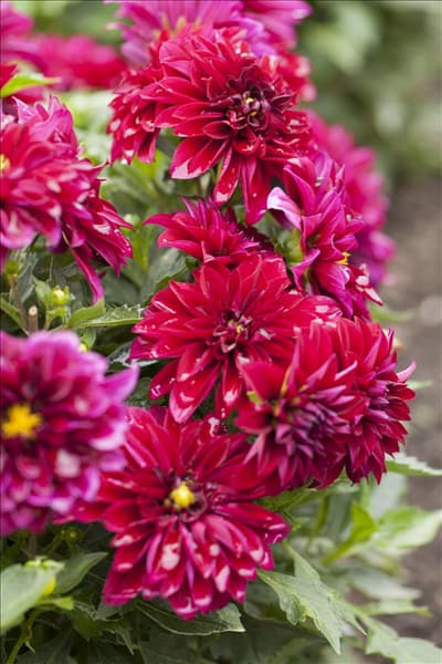 Dahlia 'Dahlinova'®