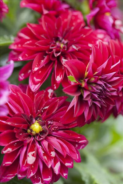 Dahlia 'Dahlinova'®