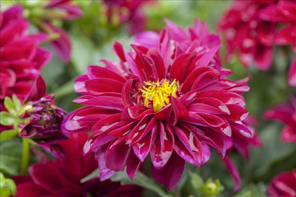 Dahlia 'Dahlinova'®